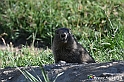 VBS_1 -  Plateau du Mont-Cenise, Grand Croix, Marmotte_-_0071 mt